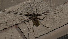 Susuacanga stigmatica