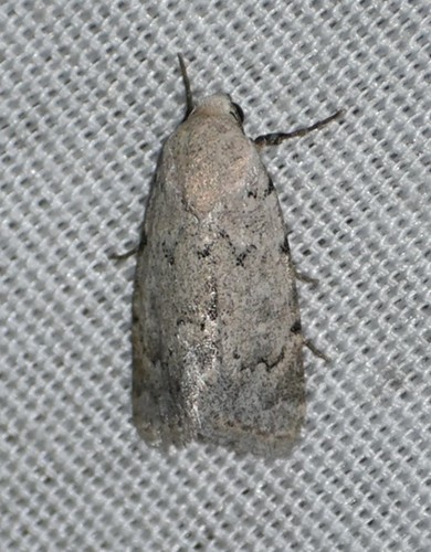 Leucocnemis perfundis Smith, 1894