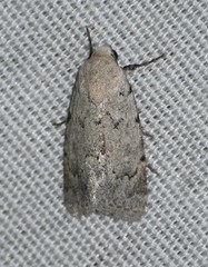 Leucocnemis perfundis