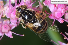 Eristalinus tarsalis