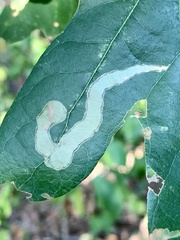 Cameraria tubiferella