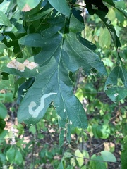 Cameraria tubiferella