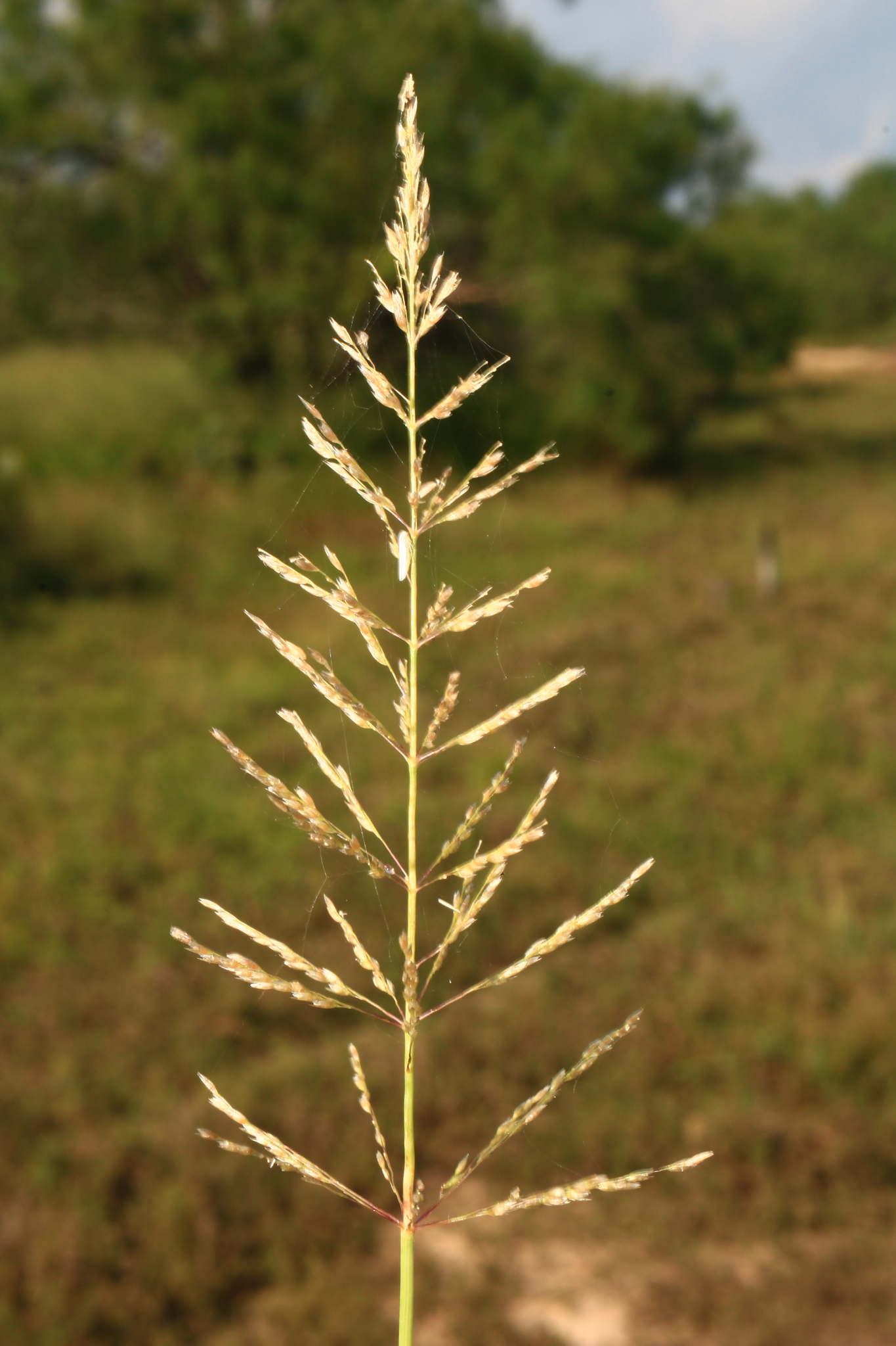 Sporobolus pyramidatus