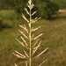 Whorled Dropseed - Photo (c) cfa, some rights reserved (CC BY-NC), uploaded by cfa