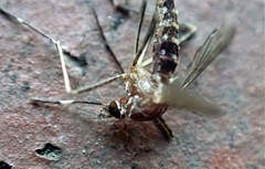 Aedes notoscriptus