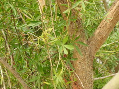 Cissus palmata