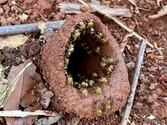 Partamona testacea
