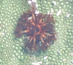 Holothuria cinerascens