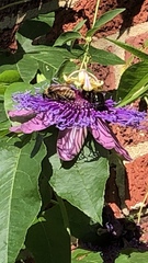 Bombus pensylvanicus