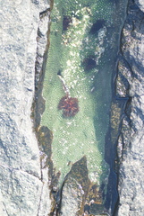 Holothuria cinerascens