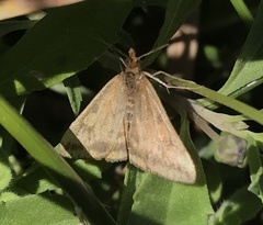 Pyrausta subsequalis