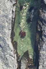 Holothuria cinerascens