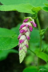 Salvia vazquezii
