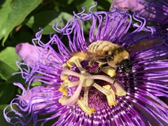 Bombus pensylvanicus