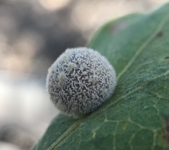 Cynips multipunctata