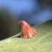 Striped Volcano Gall Wasp - Photo (c) Cat Chang, some rights reserved (CC BY-NC), uploaded by Cat Chang