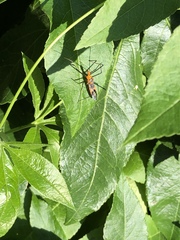 Zelus longipes