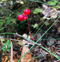 Viburnum edule