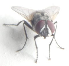 Diptera