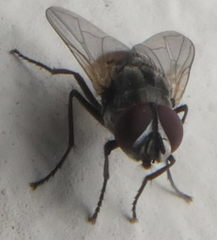 Diptera