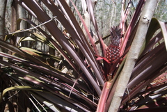 Ananas comosus comosus