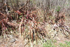 Ananas comosus comosus