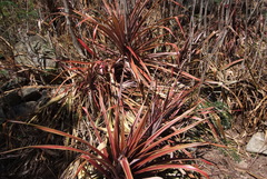 Ananas comosus comosus