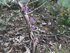 Thysanotus patersonii