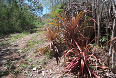 Ananas comosus comosus