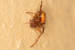 Araneus alsine