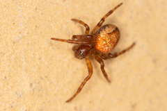 Araneus alsine