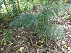 Ptychosperma macarthurii