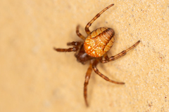 Araneus alsine