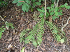 Cyclosorus interruptus