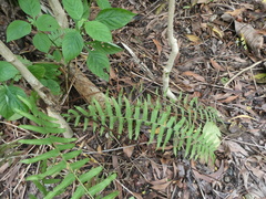 Cyclosorus interruptus