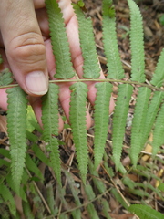 Cyclosorus interruptus