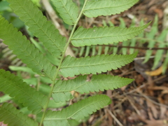 Cyclosorus interruptus