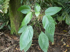 Claoxylon indicum
