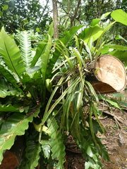 Pyrrosia longifolia
