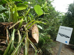 Pyrrosia longifolia