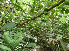 Ficus fistulosa