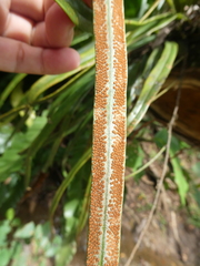 Pyrrosia longifolia