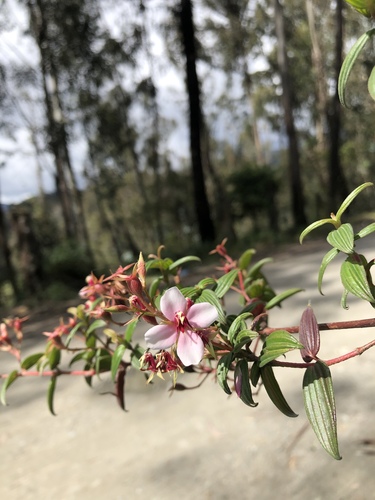 Monochaetum lineatum image