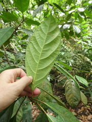 Ficus fistulosa
