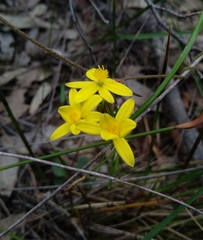 Tricoryne simplex