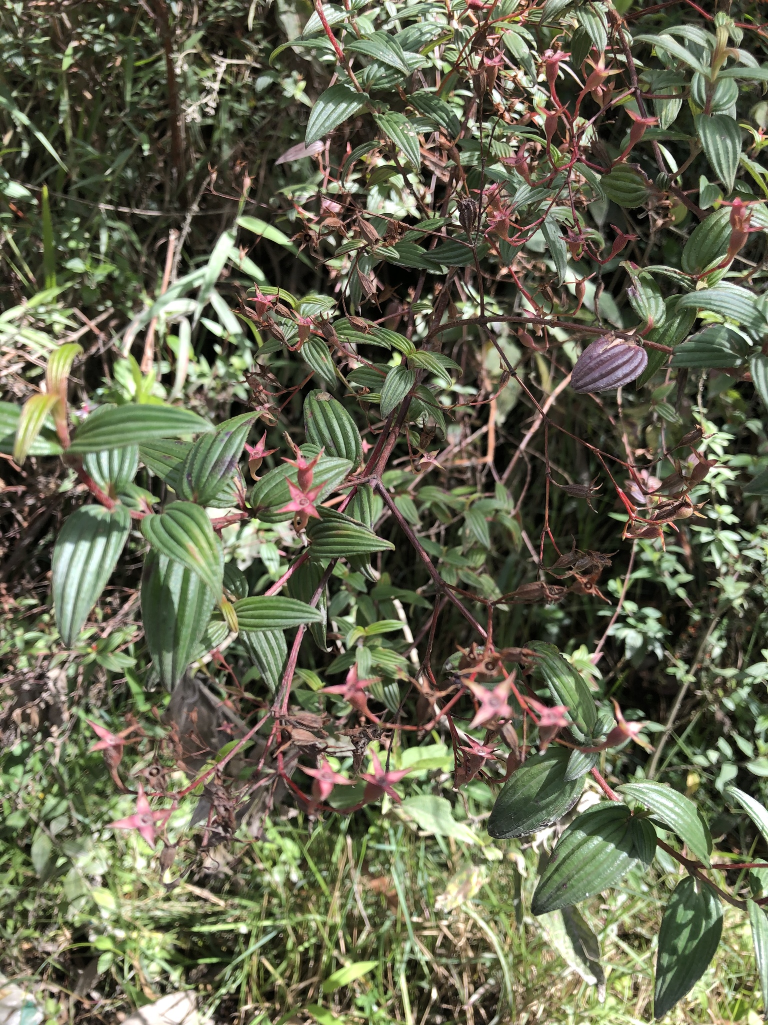 Monochaetum image