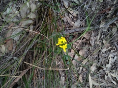 Tricoryne simplex