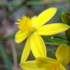 Tricoryne simplex