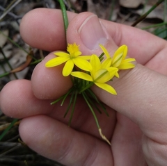 Tricoryne simplex
