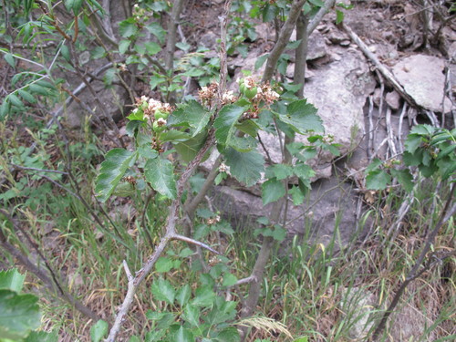 Wooton's hawthorn (Crataegus wootoniana)